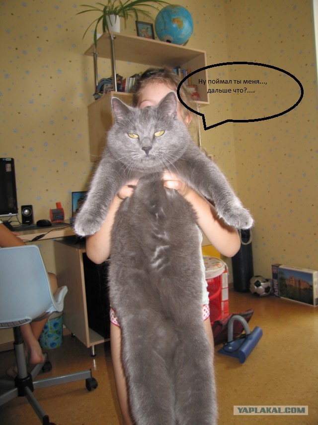 Монстр КОТ