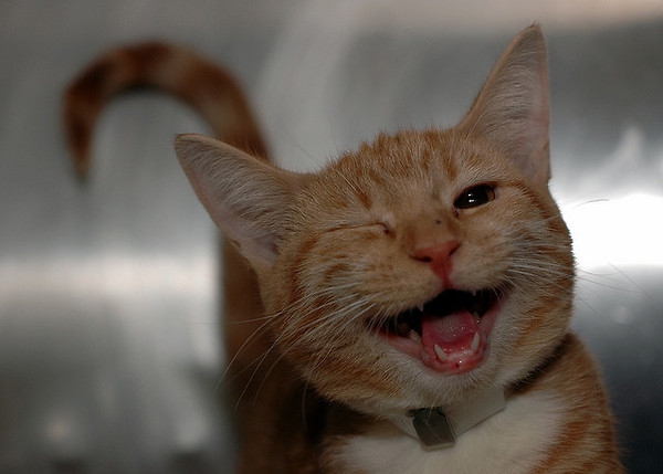 Сиськи, письки и другие одноклассники