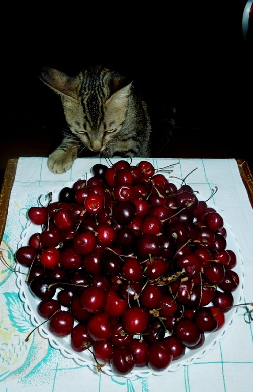 Котовторник 24.06.2014