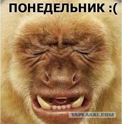 Когда вы плюсуeтe тему в платине