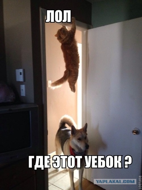 Немного позитива на пятницу