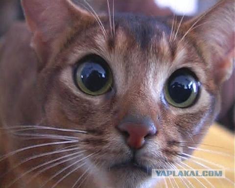 Сравнение выражения эмоций собак и кошек