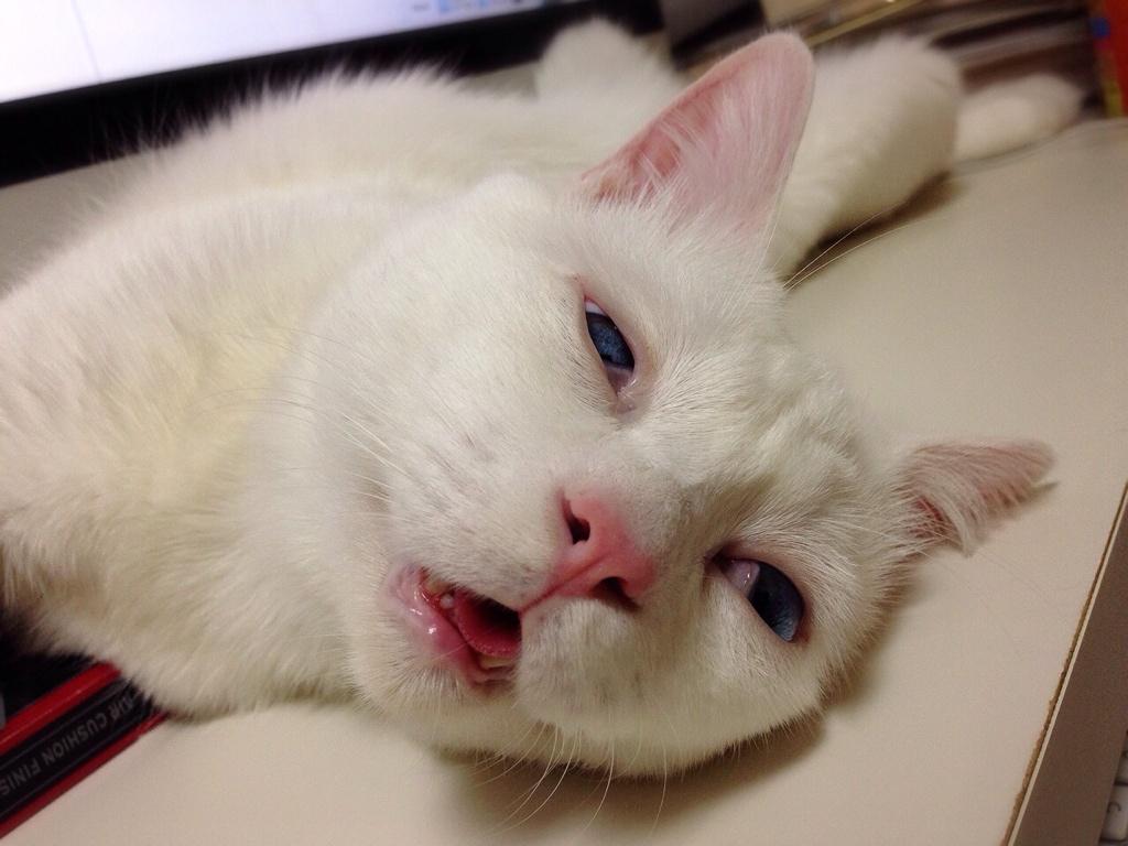 Спать с высунутым языком. Смешной белый кот. Злой Сонный кот. Смешные мордочки котиков.