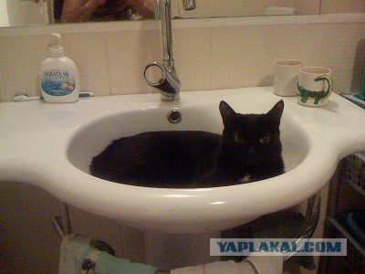 Котовторник 26.08.14.