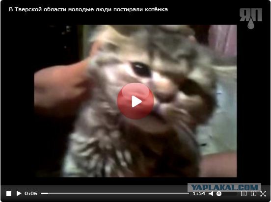 В Тверской области молодые люди постирали котёнка