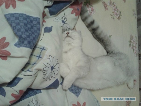 Вот такая кошечка..