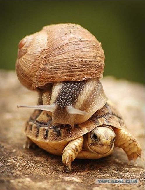 У каждого своя смерть...