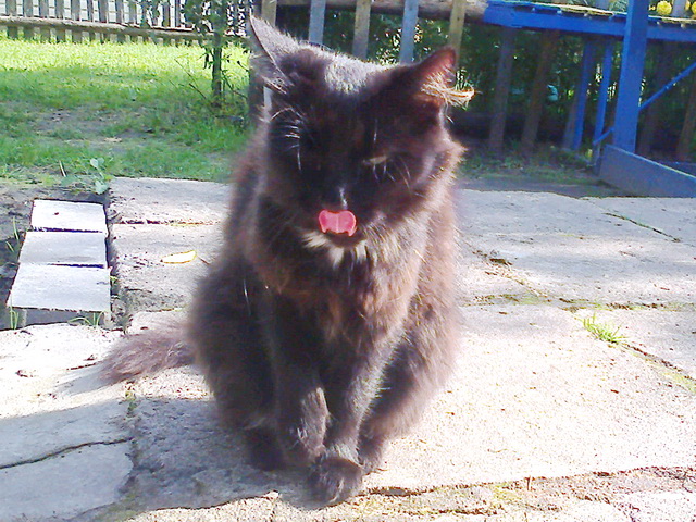 Котовторник 24.03.2015