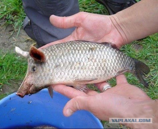 Спасите Вилли.. карася!