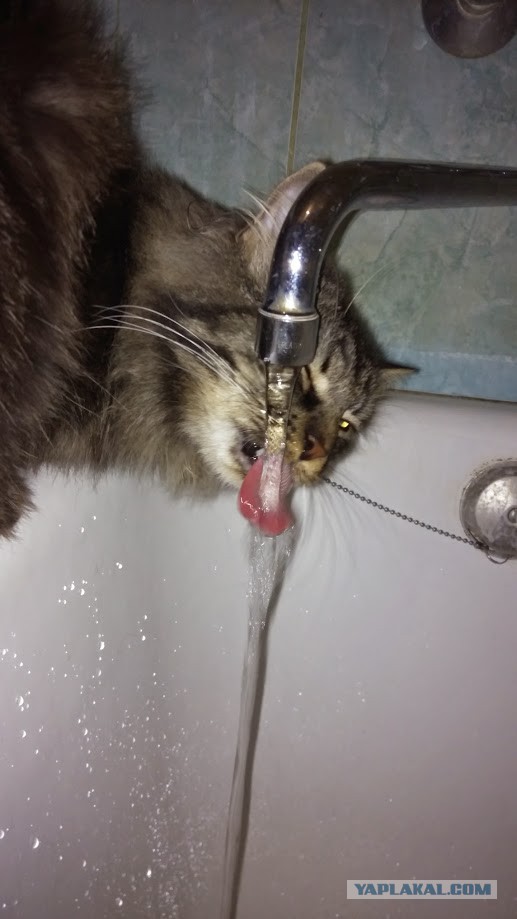 Про моего котика: нежного, злого, вредного