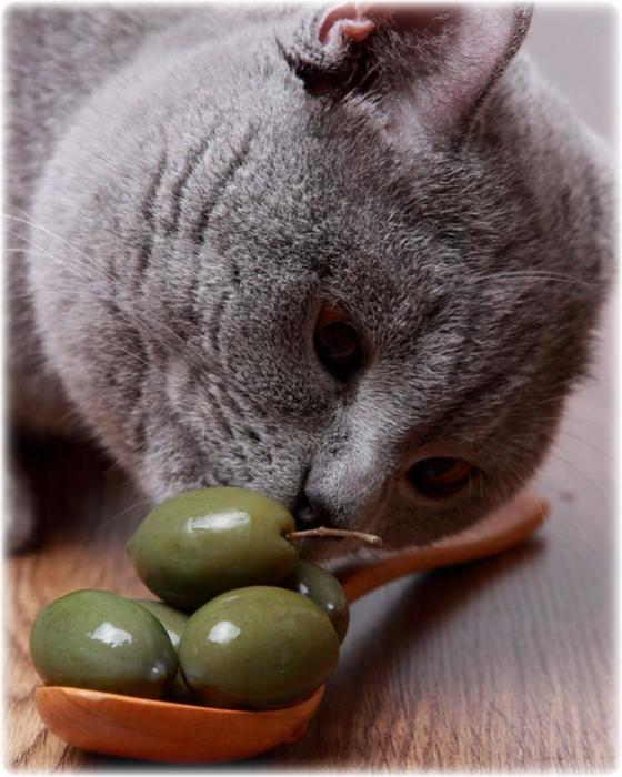 Коты из сети