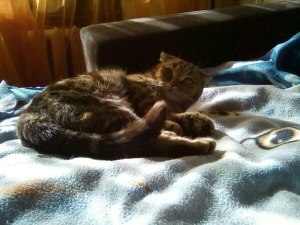 Коты и Кошки