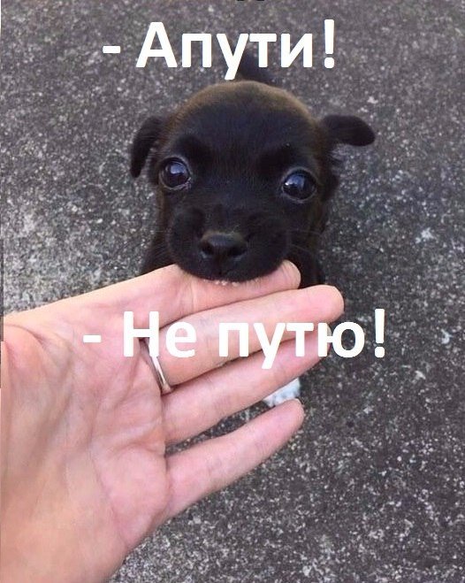 Подборка безудержного веселья