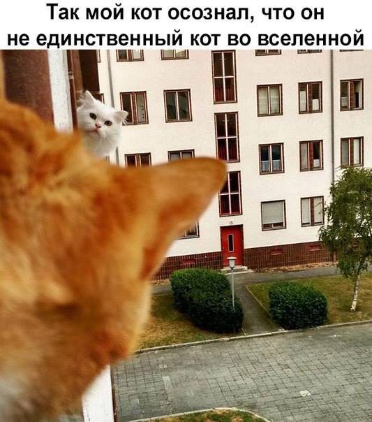 Доколе, я вас спрашиваю?