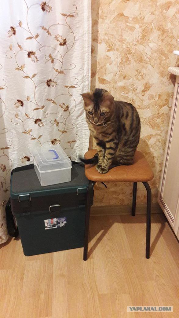 Котовторник 9.01.2018