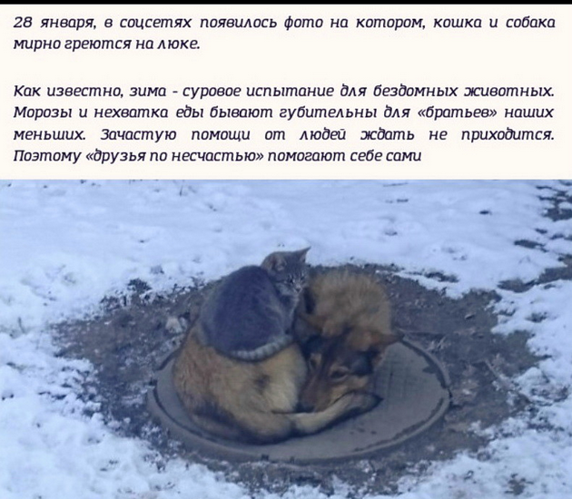 Отлов собак. Спасающие наши жизни