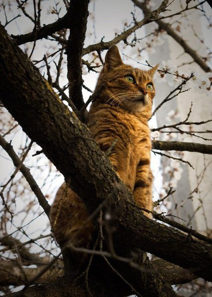 Фотобомбы котов