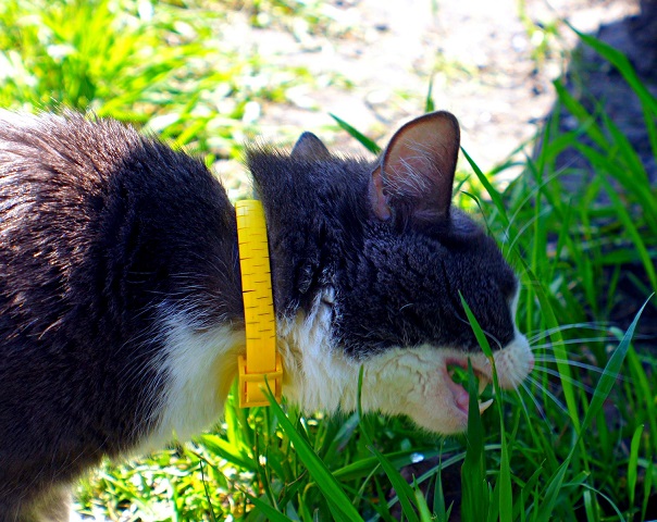Котовторник 29.5.18