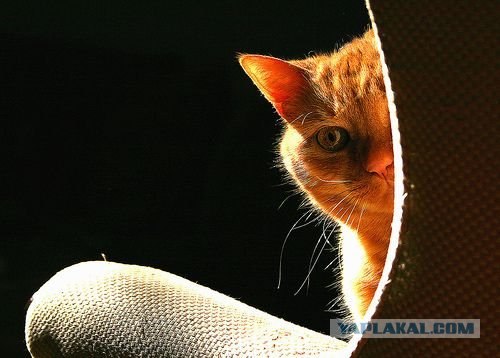 Котовторник на ЯПлакалъ (15.07.2008)