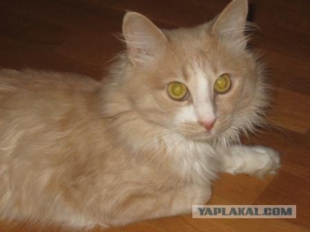 Котовторник (02.06.2009)