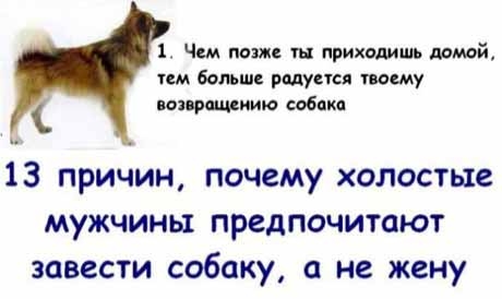 13 причин, почему холостяки предпочитают собаку