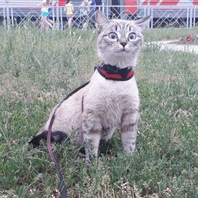 Прикольных котов пост