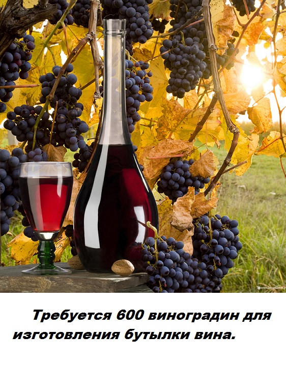Подборка бесполезных фактов