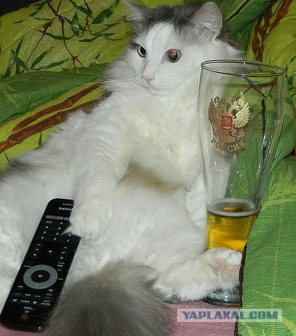 Котовторник стартует