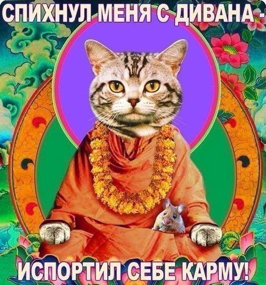 Не пугай котейку - карма настигнет