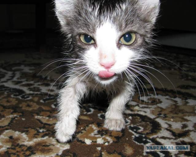 Первый котовторник июля