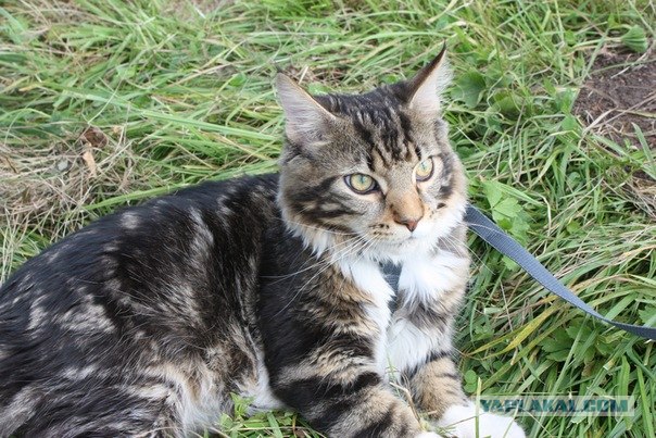 Котовторник! 11.10.11
