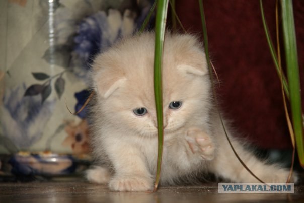 Котовторник 31.07.2012 г.