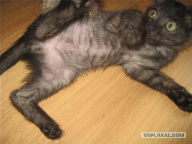 Котовторник  14.08.2012.