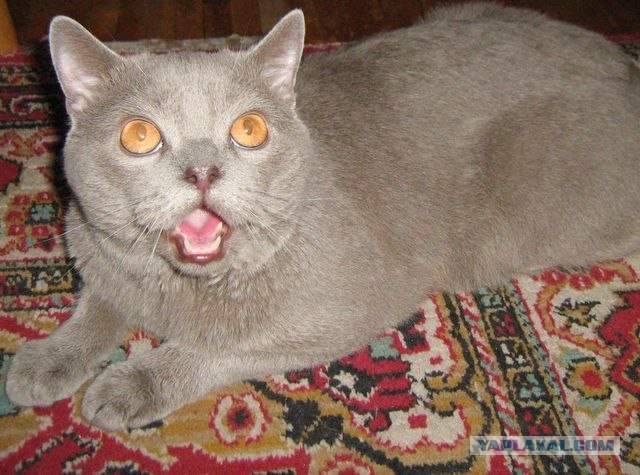 Котовторник  28.08.12