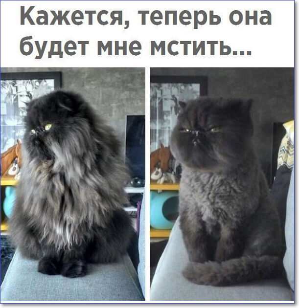 Анекдоты, соц-сети и картинки с надписями