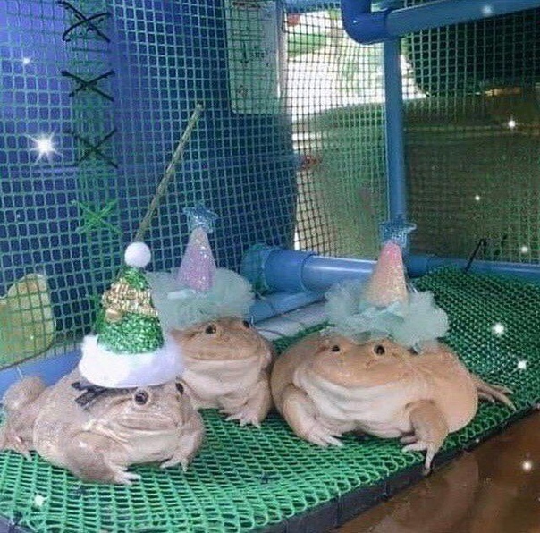 Живность из сети