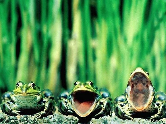 ЛЯГУШКИ. Все про лягушек и жаб
