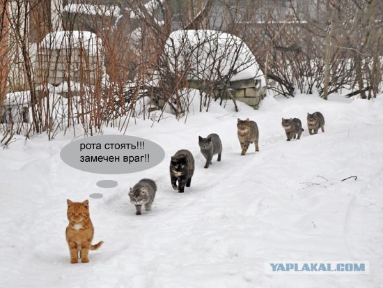Фотожаба: Вот идет караван