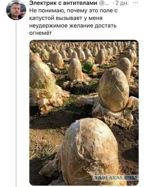 Забавные шутки, фразы, картинки из этих ваших интернетов