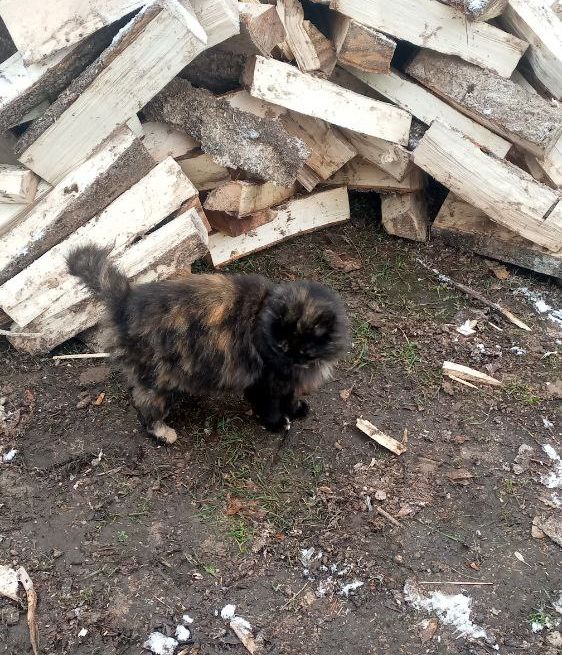 С Курильским бобтейлом на рыбалку
