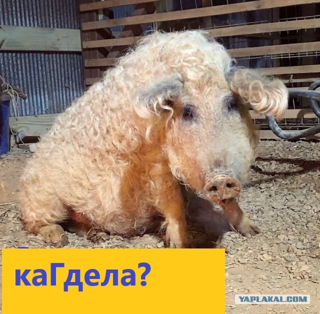 Кудрявая свинья