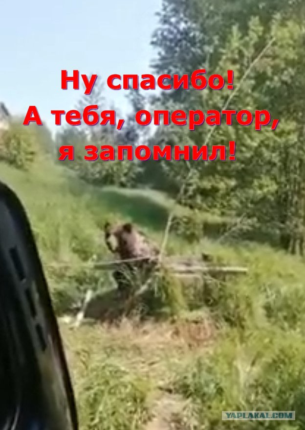 В Ярославской области спасли медведя, который провалился в колодец
