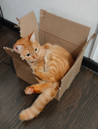 Мой котяра