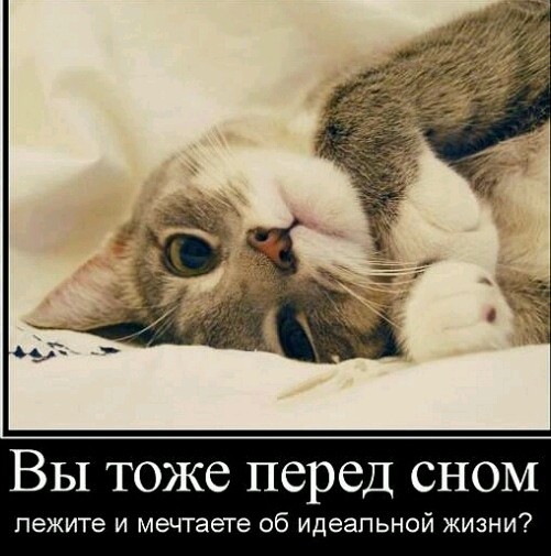 День уважения кошки
