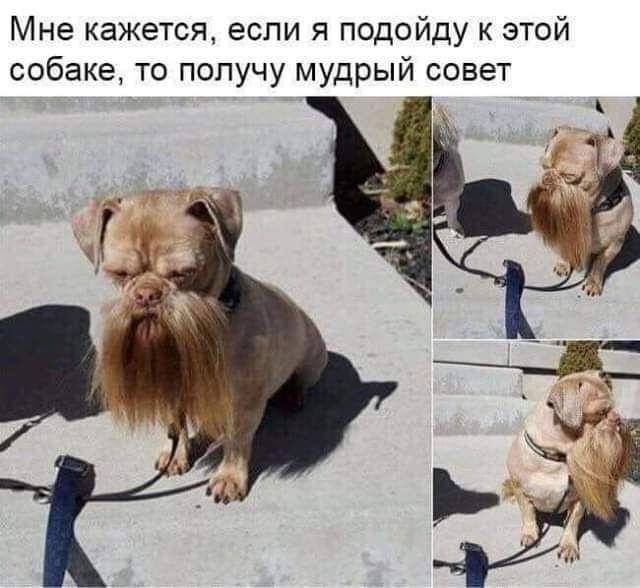 Весёлый полтишок 12.09.24