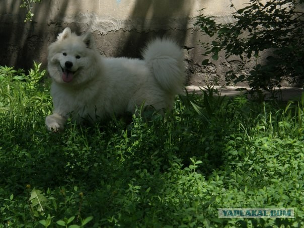 Сокровище севера