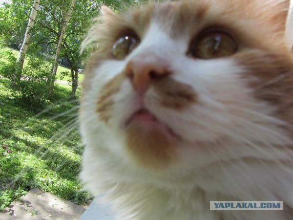 Котовторник 04.06.2013