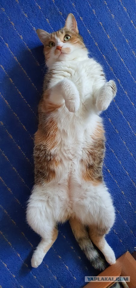 Котовторник