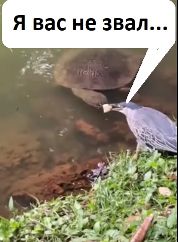 Хитрый птиц