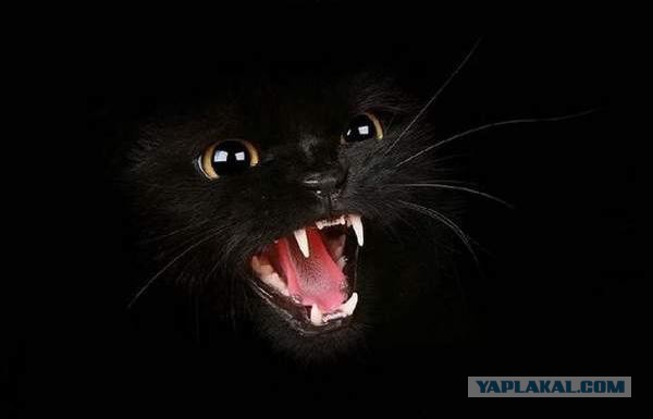 А точнее - леопард